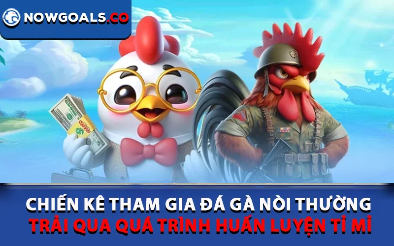 Chiến kê tham gia đá gà nòi thường trải qua quá trình huấn luyện tỉ mỉ