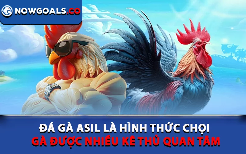 Đá gà Asil là hình thức chọi gà được nhiều kê thủ quan tâm