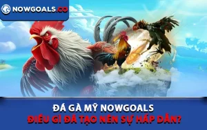 Đá Gà Mỹ Nowgoal - Điều Gì Đã Tạo Nên Sự Hấp Dẫn?