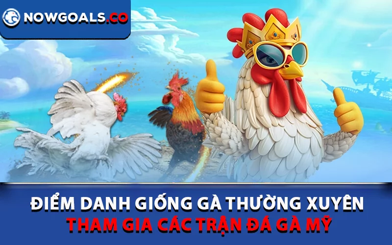 Điểm danh một số giống gà thường xuyên tham gia các trận đá gà Mỹ