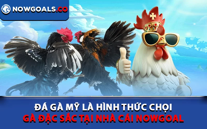 Đá gà Mỹ là hình thức chọi gà đặc sắc tại nhà cái Nowgoal
